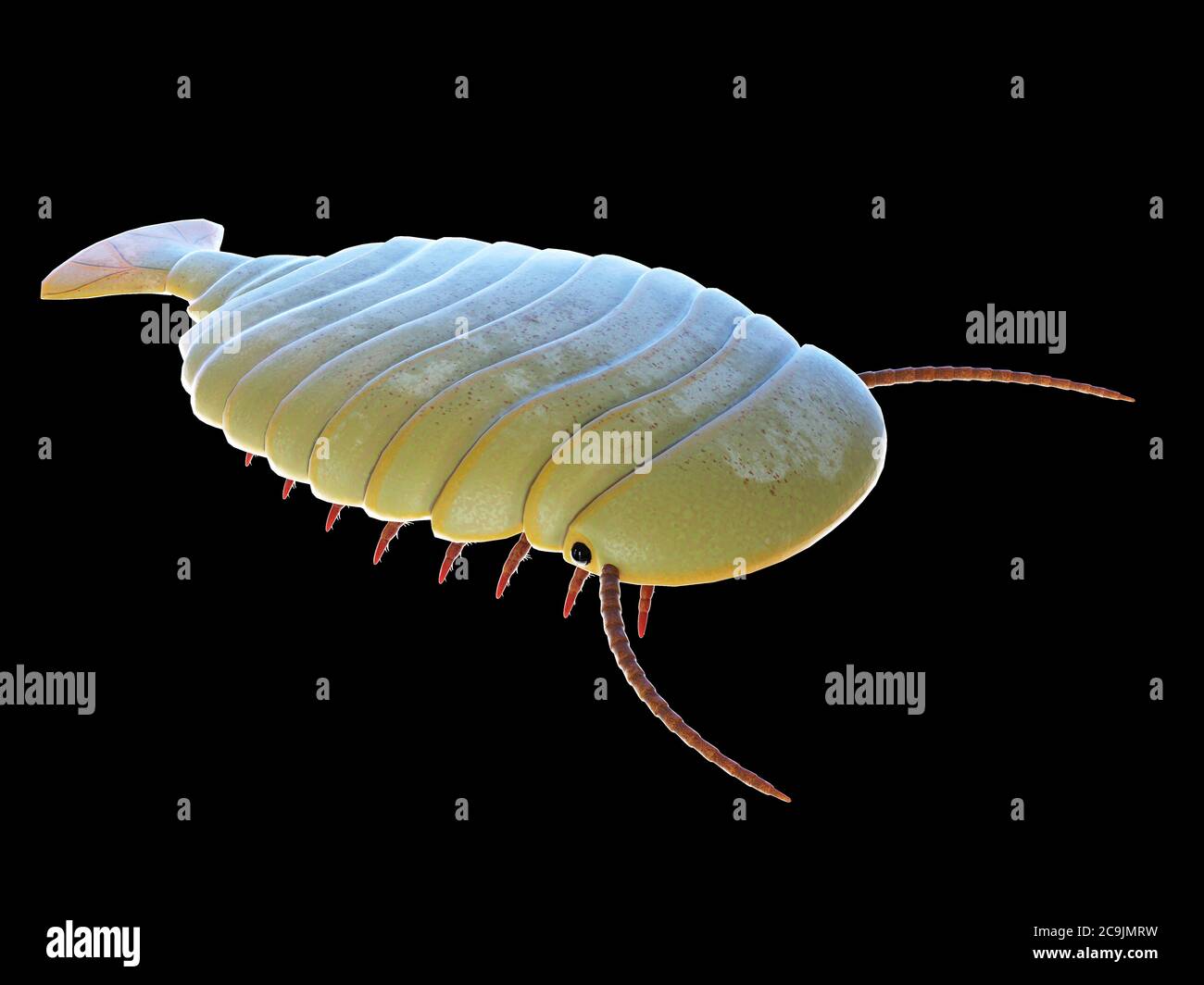 Sidneyia marine Arthropode, Computer-Illustration. Stockfoto