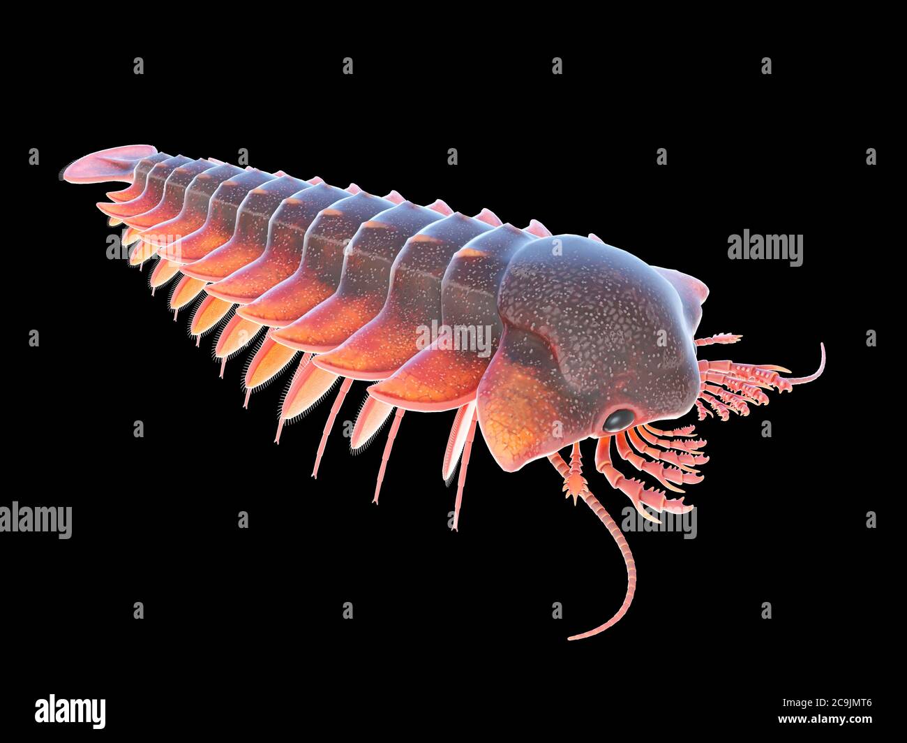 Sanctacaris marine arthropod, Computer-Illustration. Stockfoto