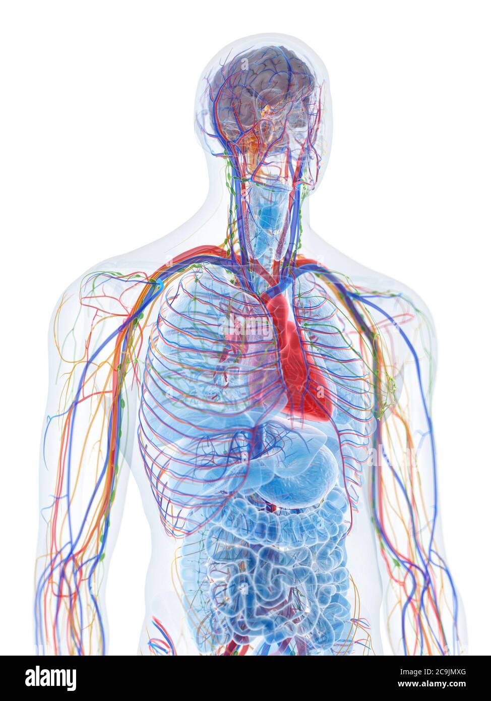 Anatomie des Oberkörpers, Computerdarstellung Stockfotografie Alamy