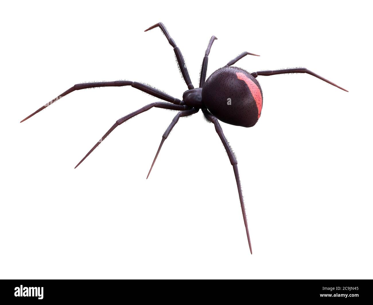 Weibliche schwarze Witwe Spinne, Computer-Illustration. Stockfoto