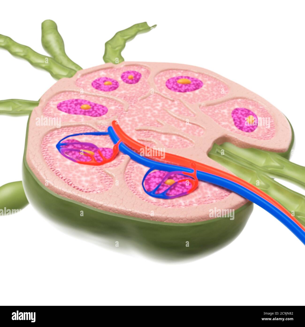 Lymphknoten, Computer-Illustration. Stockfoto