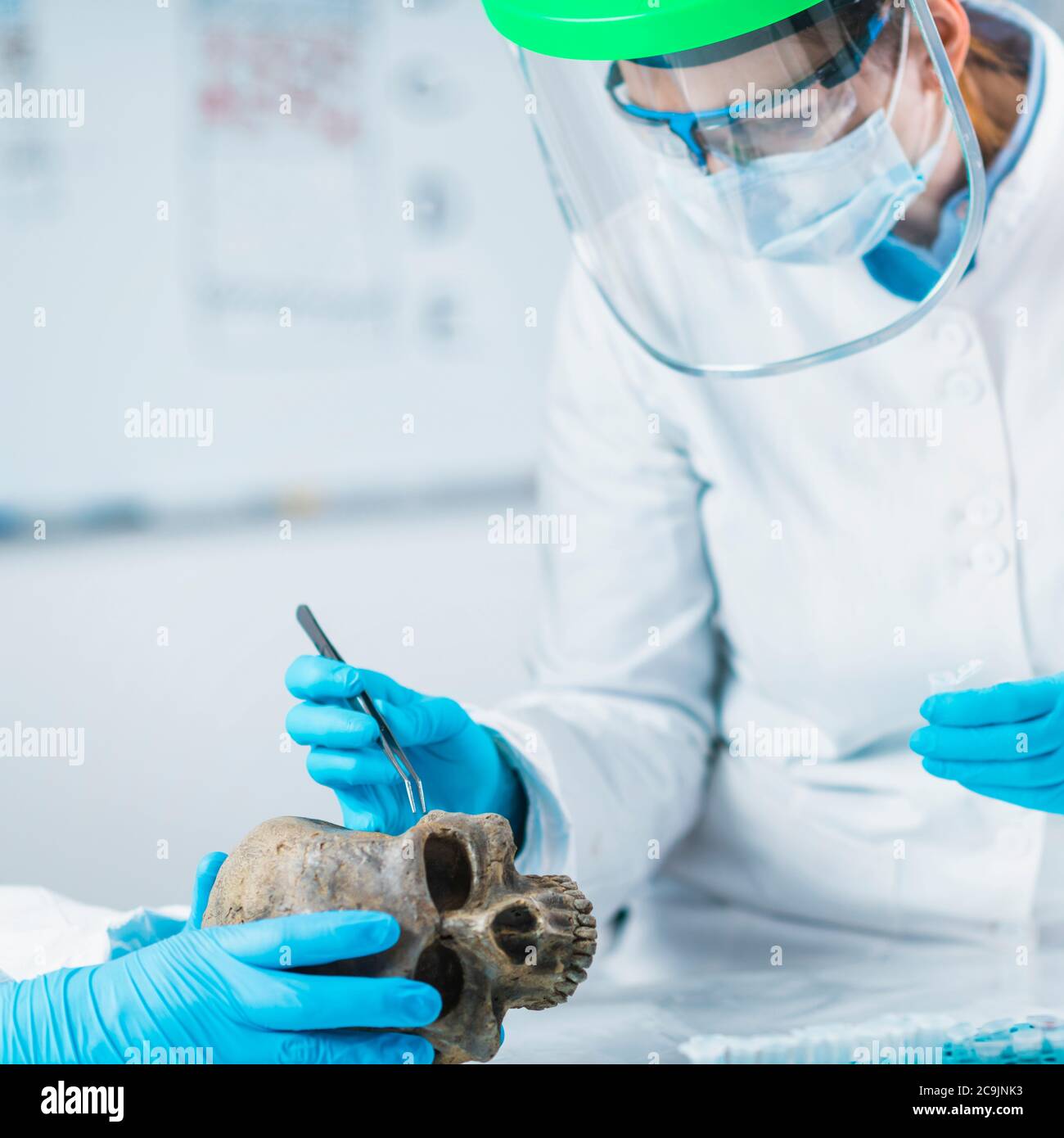 Bioarchäologie. Junge Archäologin analysiert menschlichen Schädel in alten DNA-Labor. Stockfoto