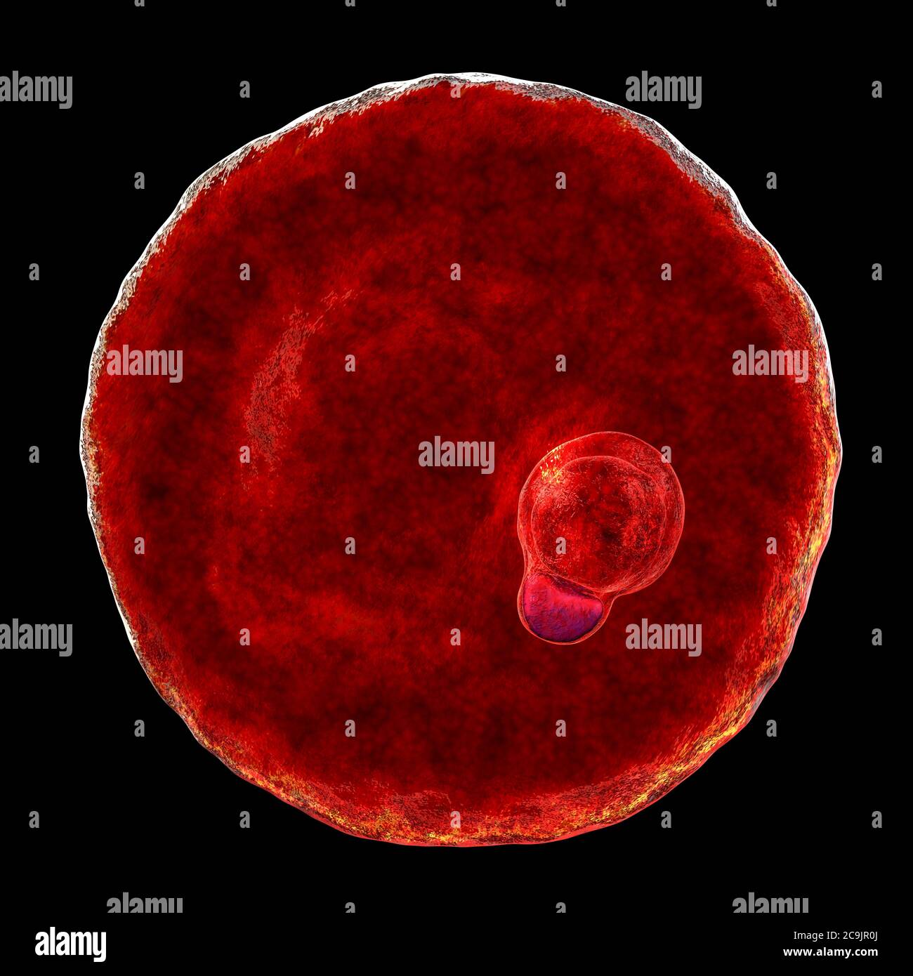 Plasmodium malariae protozoan innerhalb der roten Blutkörperchen, Computer-Illustration. P. malariae ist der Erreger der Quaranmalaria, auch Malar genannt Stockfoto