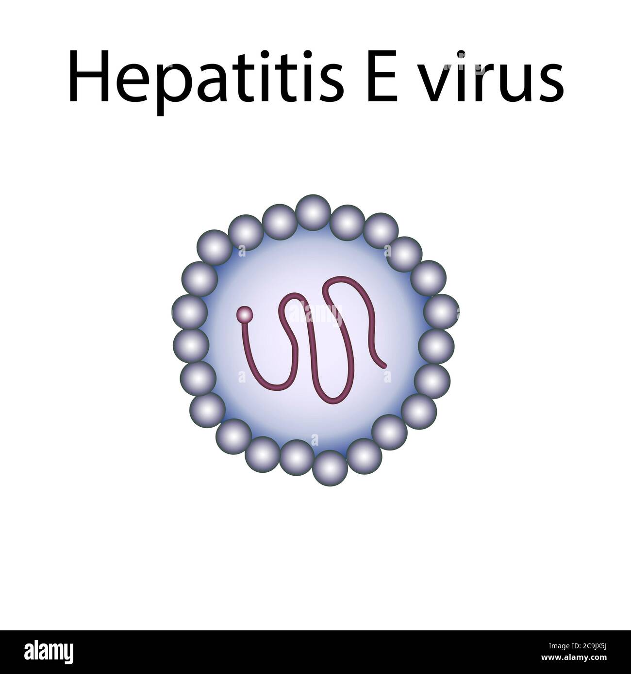 Hepatitis-E-Virus, Illustration. Stockfoto