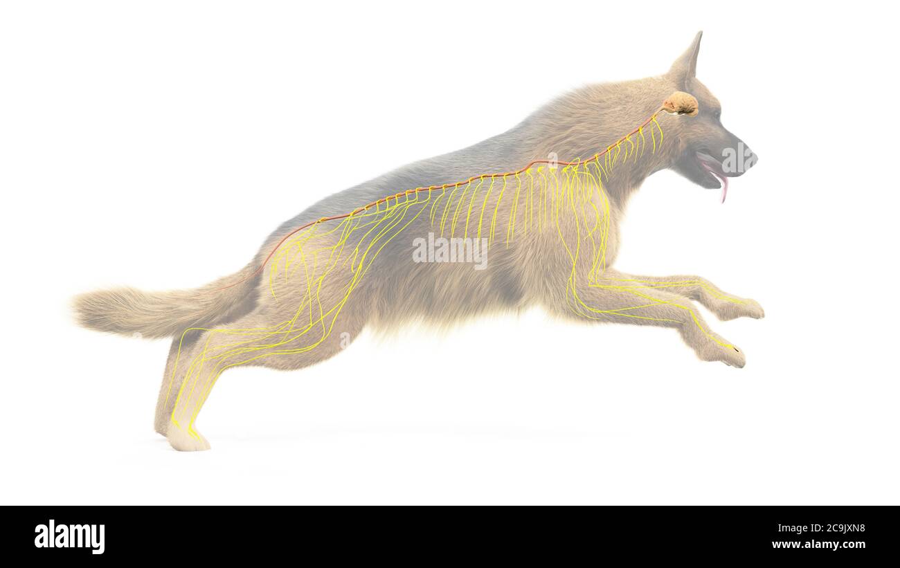 Hund Gehirn und Nerven, Computer-Illustration. Stockfoto