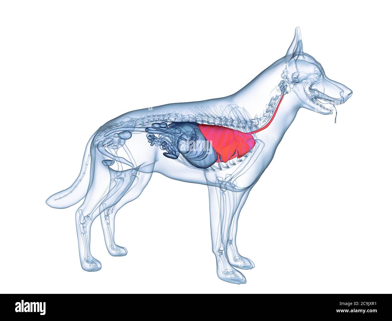 Hund Lunge, computer Abbildung Stockfotografie - Alamy