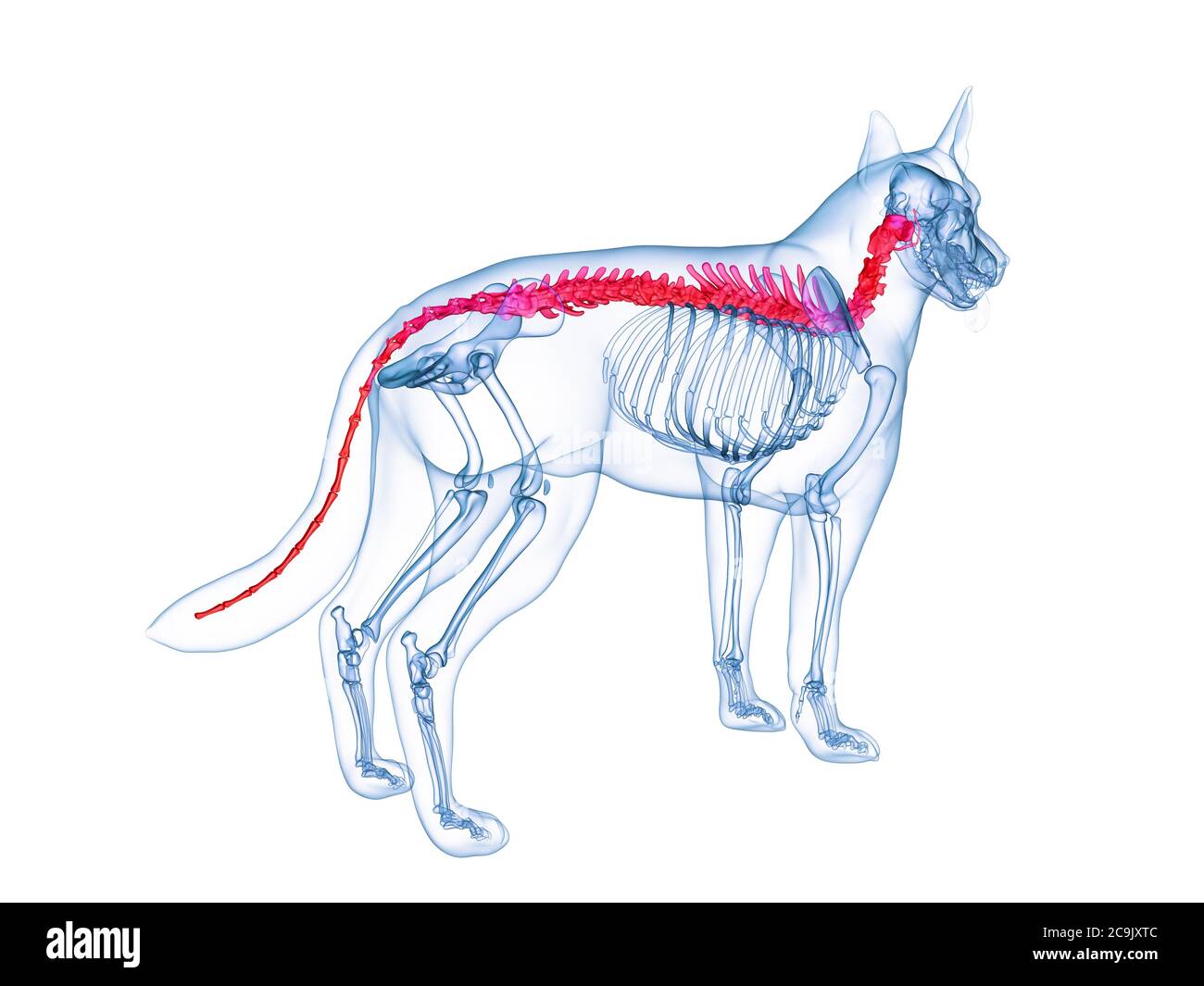 Hund Wirbelsäule, computer Abbildung Stockfotografie - Alamy