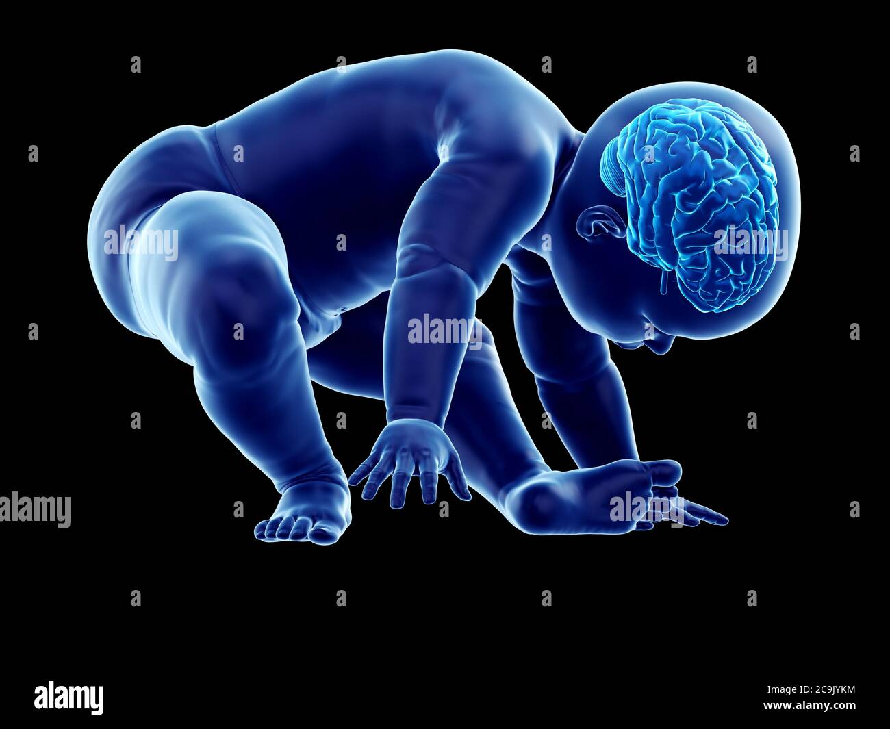 Gehirn eines Babys, Illustration. Stockfoto