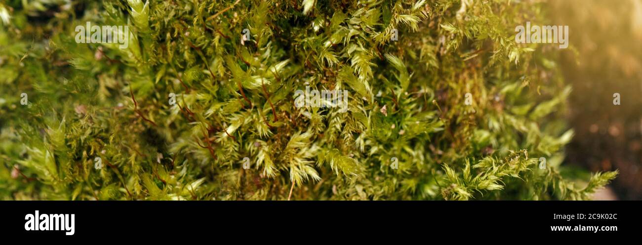 Nahaufnahme Makro von schönen grünen Moos auf alten Baumstamm. Welttag Der Erde. Natürliche Wald Pflanze Textur Hintergrund. Rette den Planeten Natur Umwelt Co Stockfoto