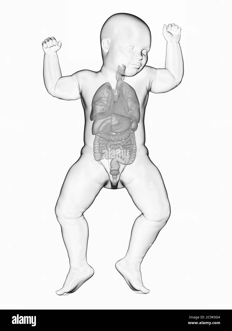 Innere Organe des Babys, Illustration. Stockfoto