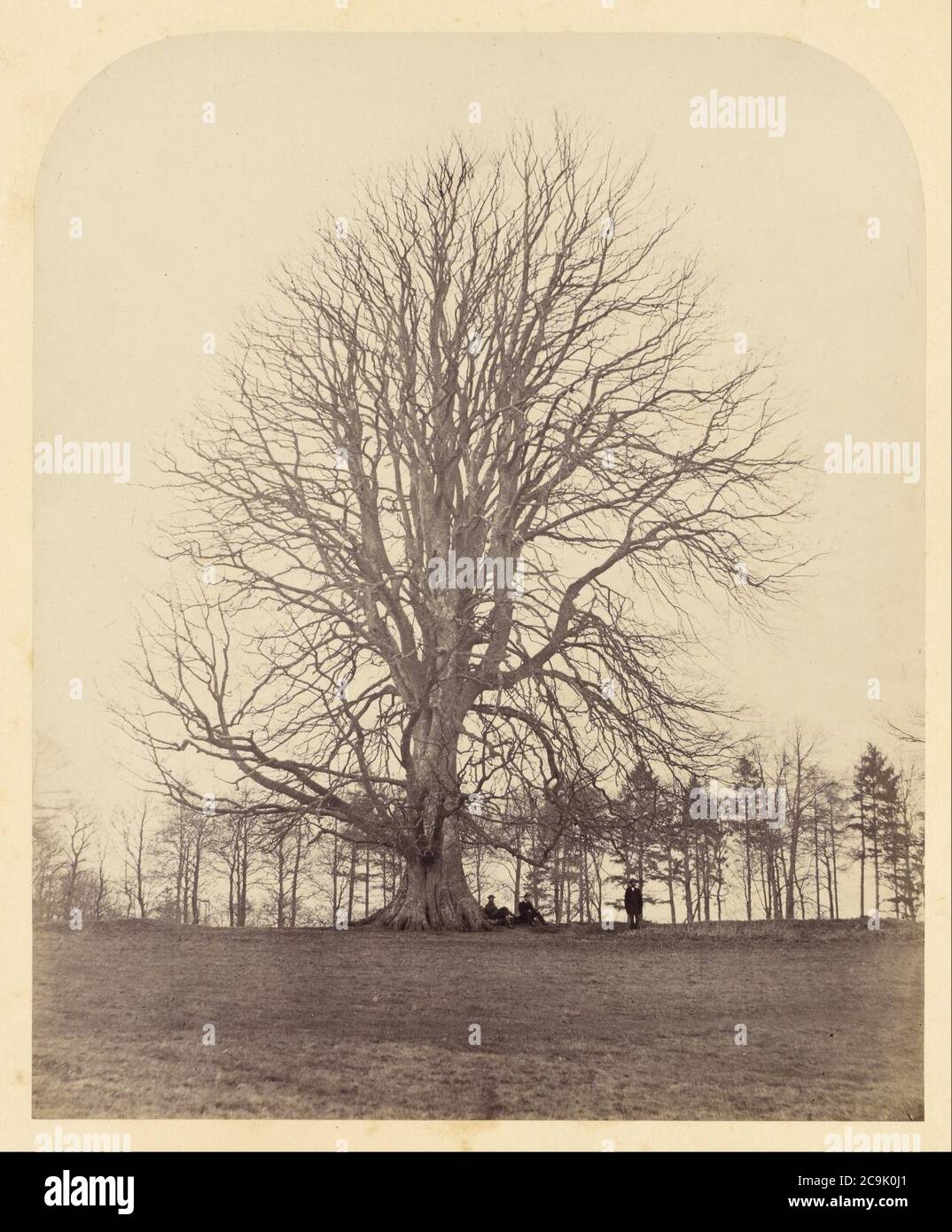 James Sinclair, 14. earl of Caithness (Britisch - Great Beech on Manor Hill Stockfoto