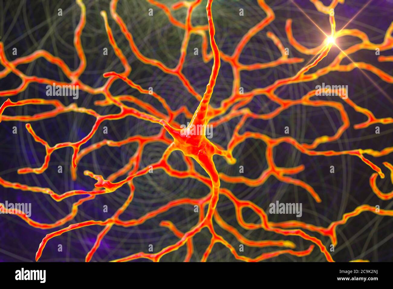 Netzhautneuron, Computer-Illustration. Dieses Neuron spielt eine entscheidende Rolle in der Vision. Es transformiert das optische Bild, um visuelle Informat zu extrahieren Stockfoto