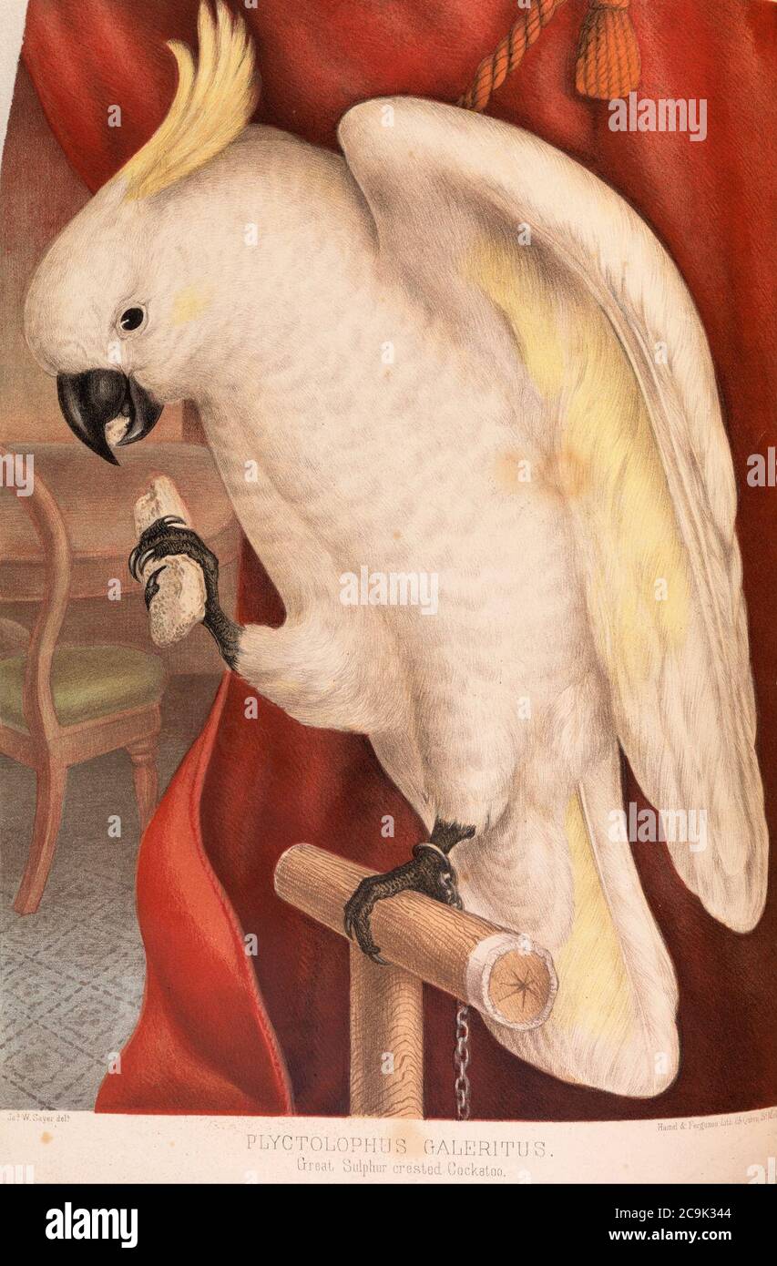 James Whitley Sayer - Grosser Schwefel-Crested Cockatoo, Plyctolophus galeritus Stockfoto