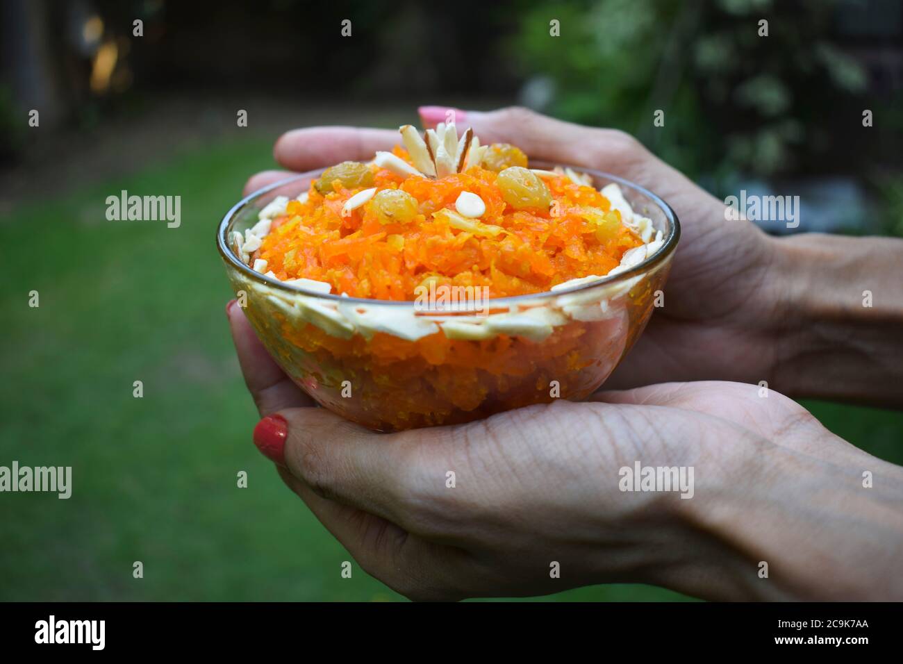 Weibliche Hände halten Schüssel der traditionellen beliebten indischen Dessert Küche Artikel. Hausgemachte Karotte gajar halwa auf Natur Hintergrund von Gras. Pakistanisch, In Stockfoto