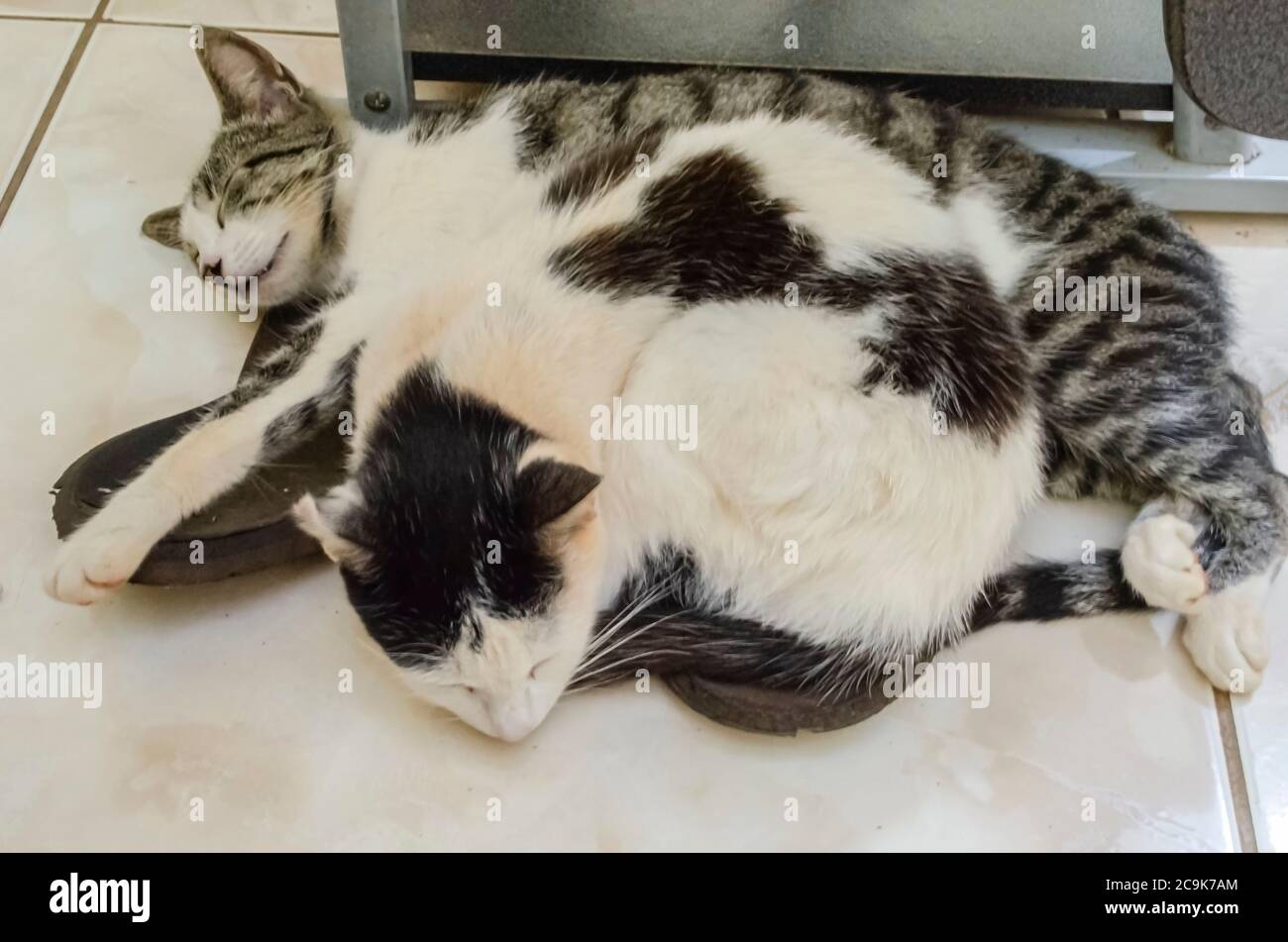 Zwei Katzen Arten Schlafen Zusammen Stockfoto