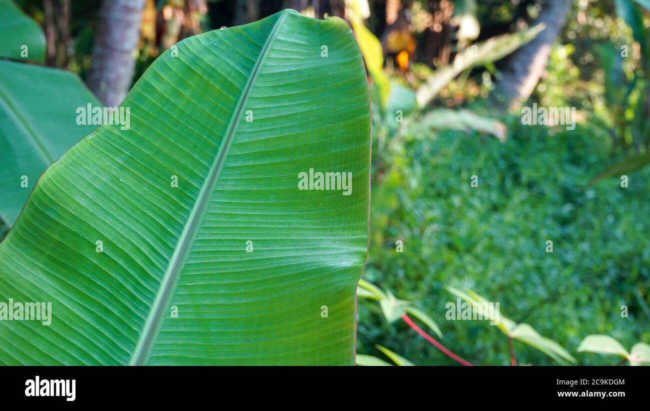 Nahaufnahme der Blätter am Morgen Stockfoto