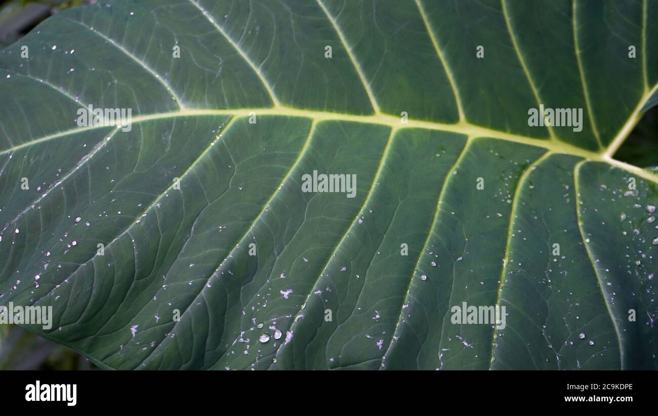 Nahaufnahme der Blätter am Morgen Stockfoto