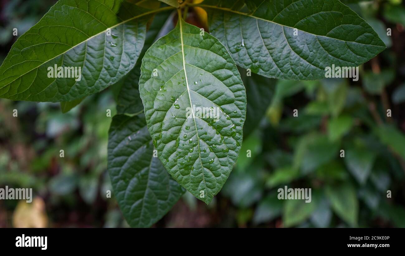 Nahaufnahme der Blätter am Morgen Stockfoto