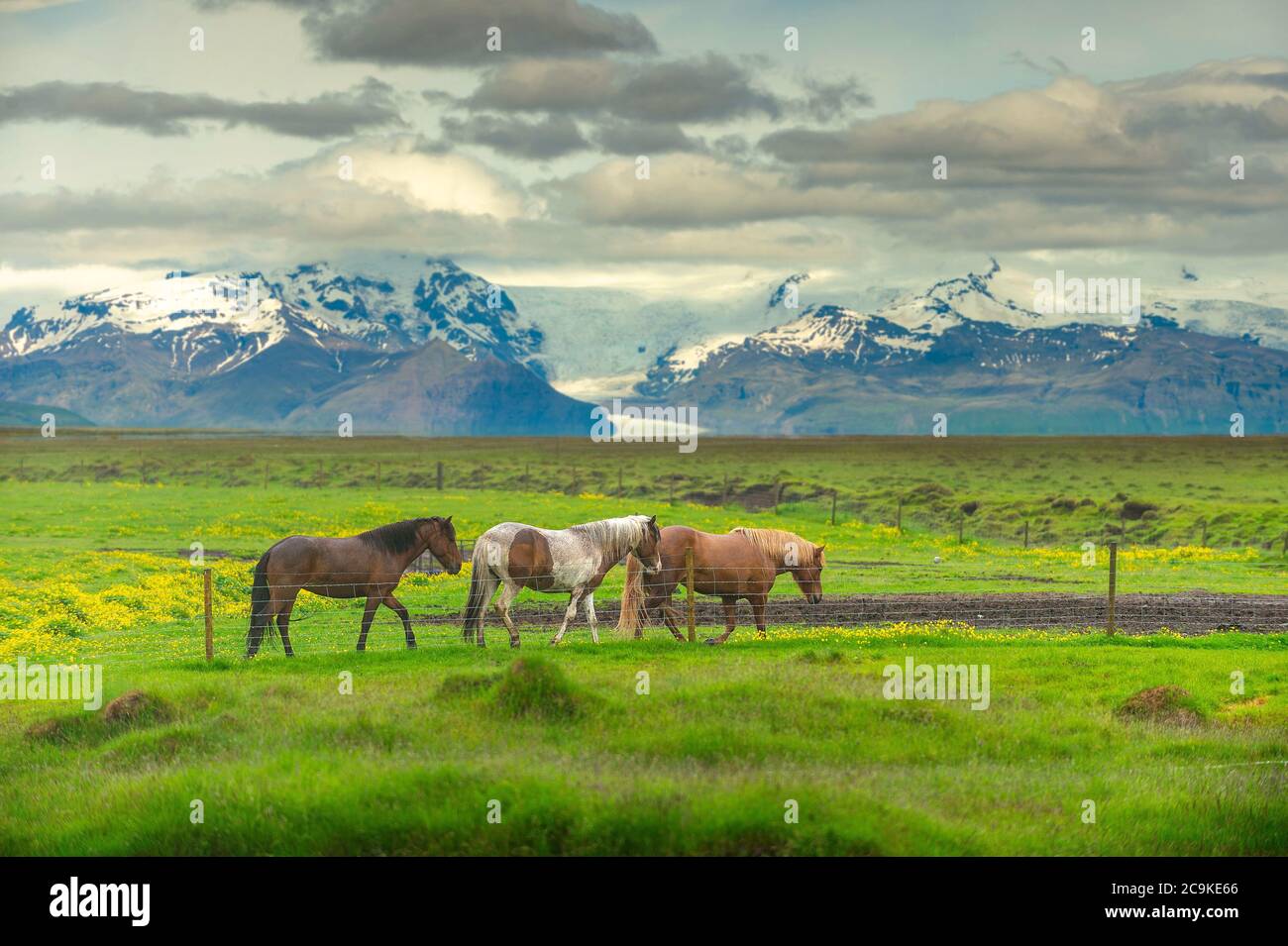 Drei Pferde, die auf Sommerwiesen spazieren, haben überall gelbe Wildblumen. Der Hintergrund ist eine wunderschöne Bergkette mit Schnee auf der Spitze. Zoll Stockfoto