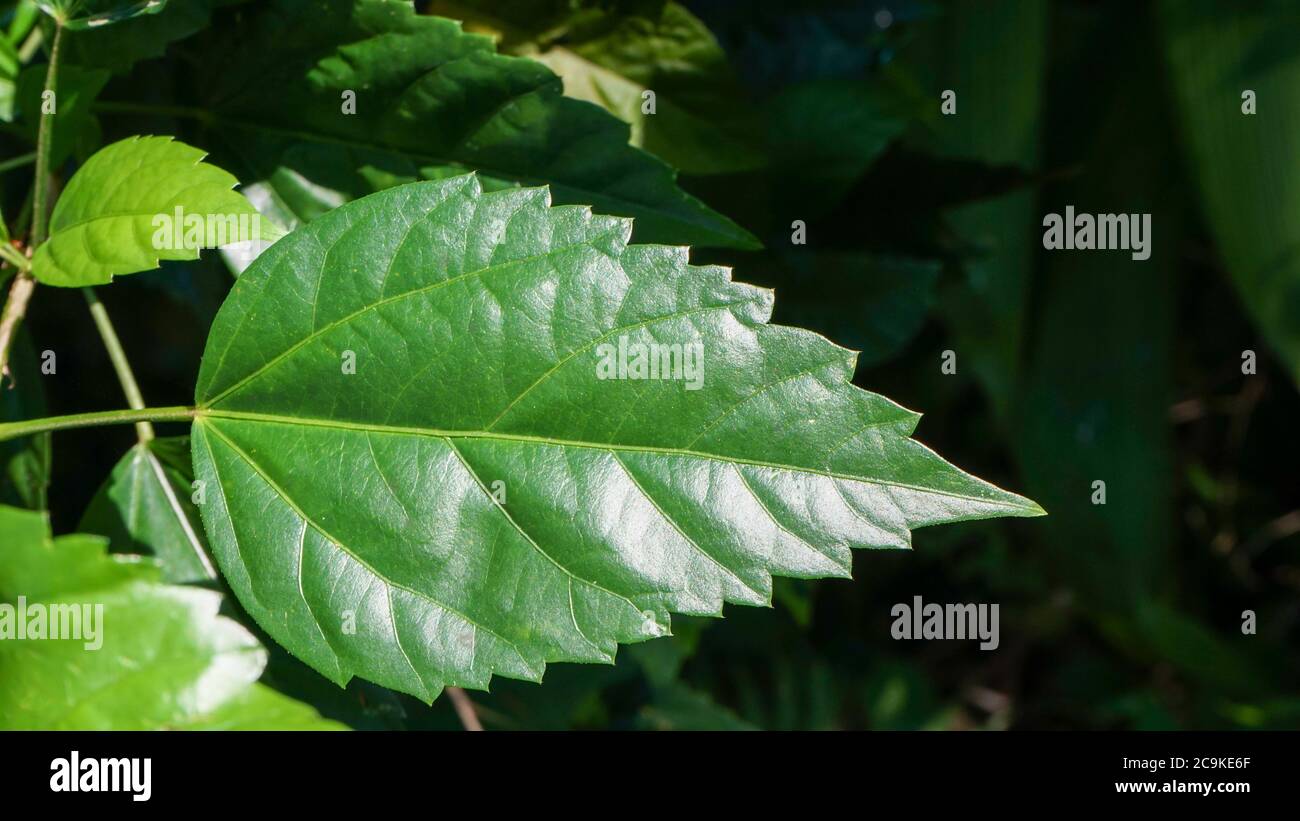 Nahaufnahme der Blätter am Morgen Stockfoto