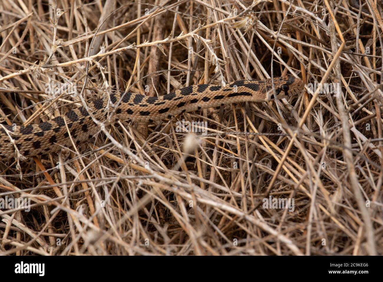 Gopher Snake (Pituophis catenifer), Thirtymile Creek Area, John Day Wild and Scenic River, Prineville District Bureau of Land Management, Oregon Stockfoto