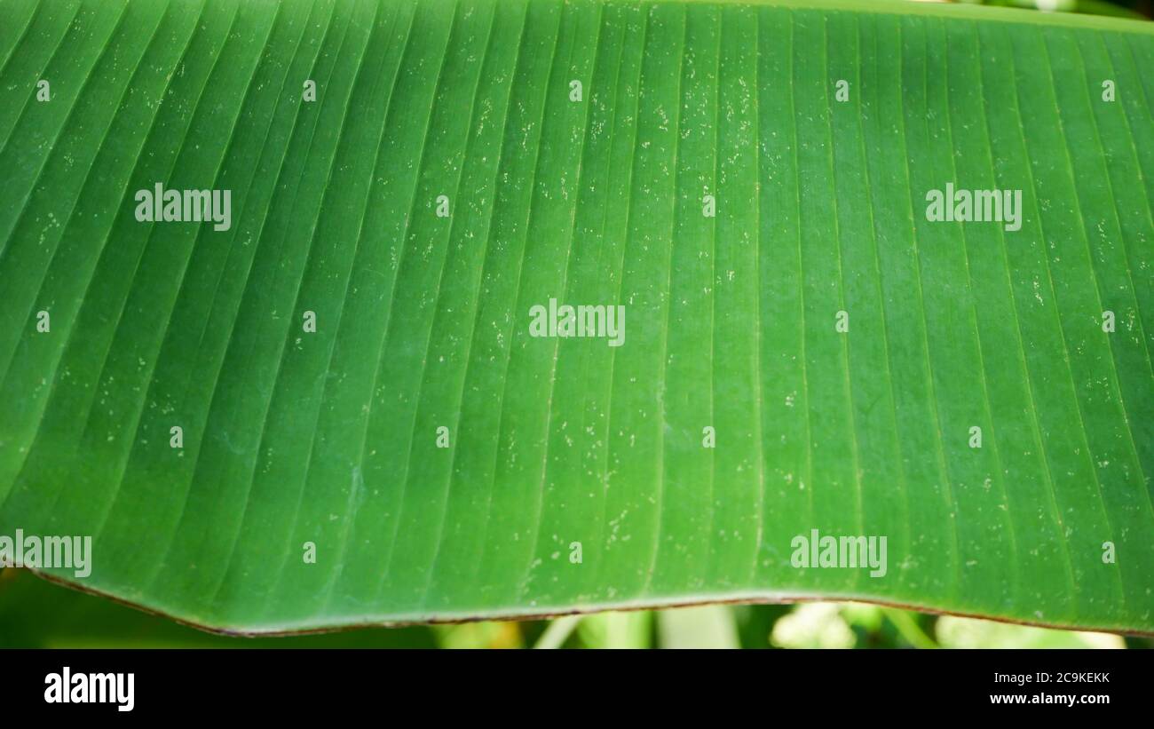 Nahaufnahme der Blätter am Morgen Stockfoto