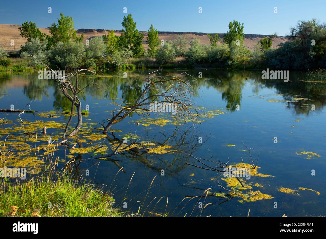 Frog Pond, McNary Wildlife Nature Area, Oregon Stockfoto