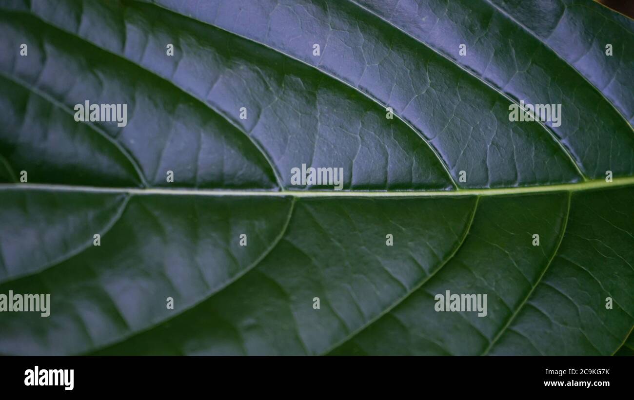 Nahaufnahme der Blätter am Morgen Stockfoto