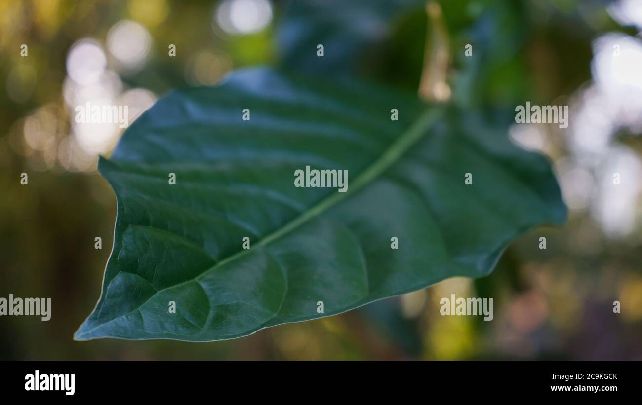Nahaufnahme der Blätter am Morgen Stockfoto