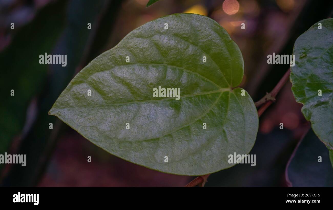 Nahaufnahme der Blätter am Morgen Stockfoto