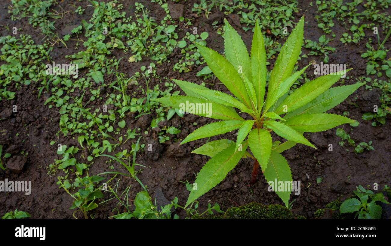 Nahaufnahme der Blätter am Morgen Stockfoto