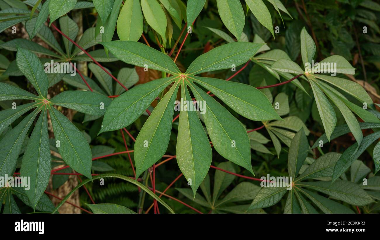 Nahaufnahme der Blätter am Morgen Stockfoto