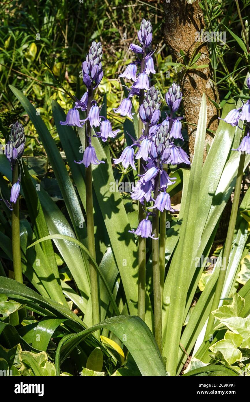 Spanische Bluebell 'Endymion hispanicus', EIN herrlicher Wald flower.its größer und stärker als die gemeinsame bluebell 'E. non-scriptus', Stockfoto