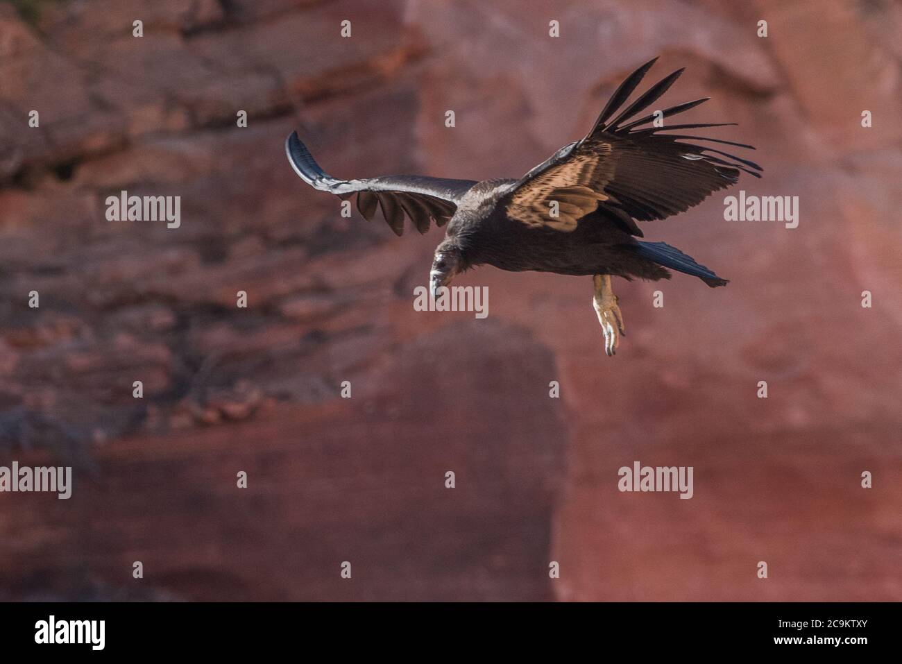 Ein kalifornischer Kondor (Gymnogips californianus) im Flug. Dieser Jungling ist der 1000ste Kondor, der in der Erhaltung geschlüpft ist. Stockfoto