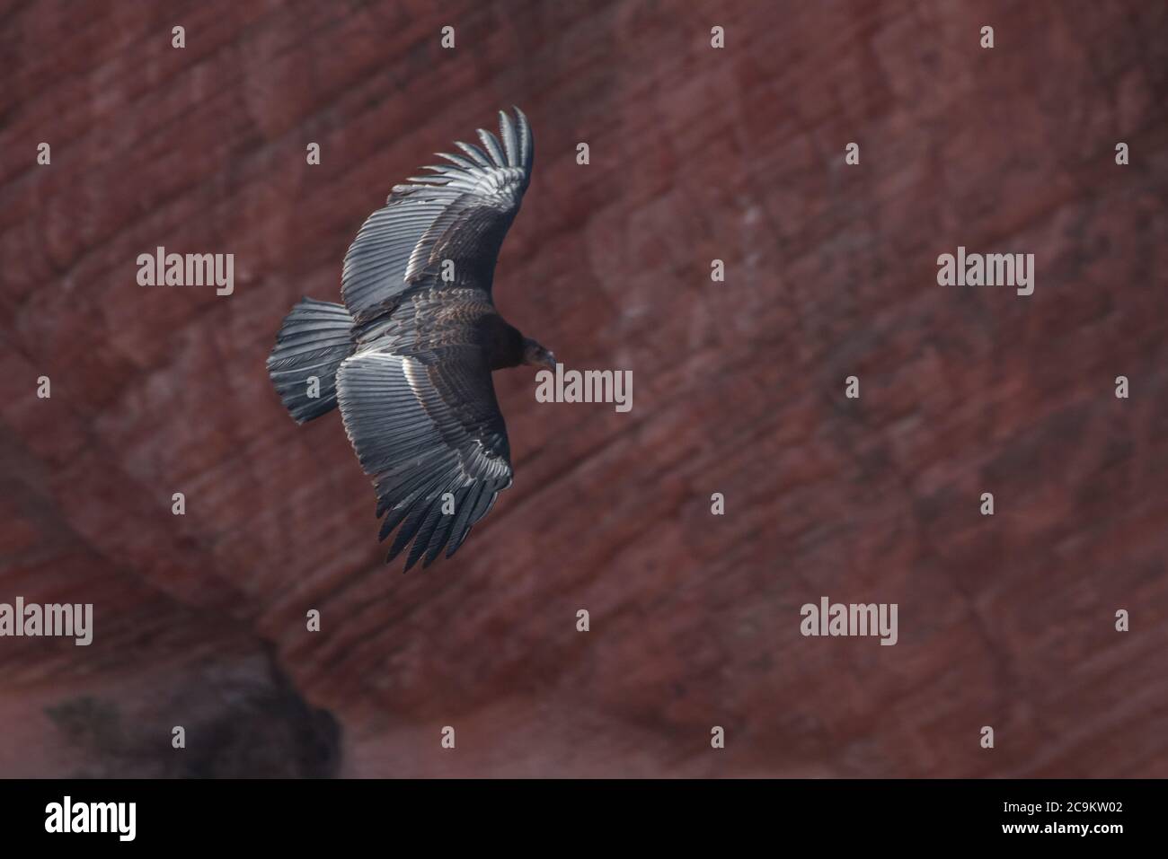 Ein kalifornischer Kondor (Gymnogips californianus) im Flug. Dieser Jungling ist der 1000ste Kondor, der in der Erhaltung geschlüpft ist. Stockfoto