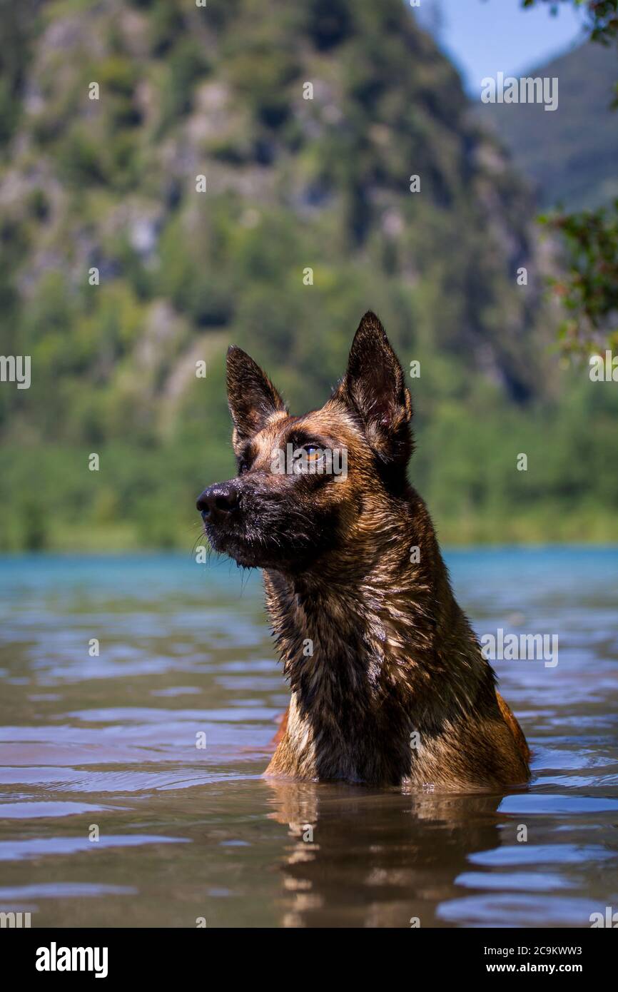 Malinois Hund steht im See, Almsee, Oberösterreich Stockfoto