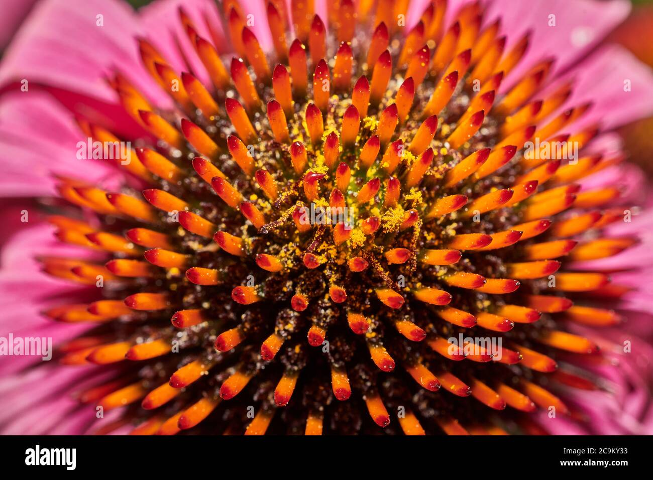 Detaillierter Blick auf die Mitte einer Bressingham-Hybride (Echinacea Purpurea) Blume. Stockfoto