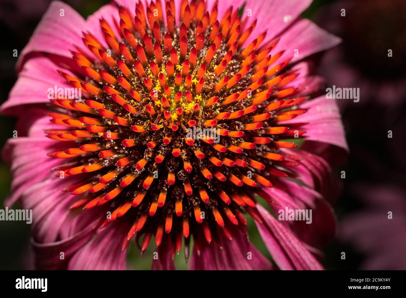 Detaillierter Blick auf die Mitte einer Bressingham-Hybride (Echinacea Purpurea) Blume. Stockfoto