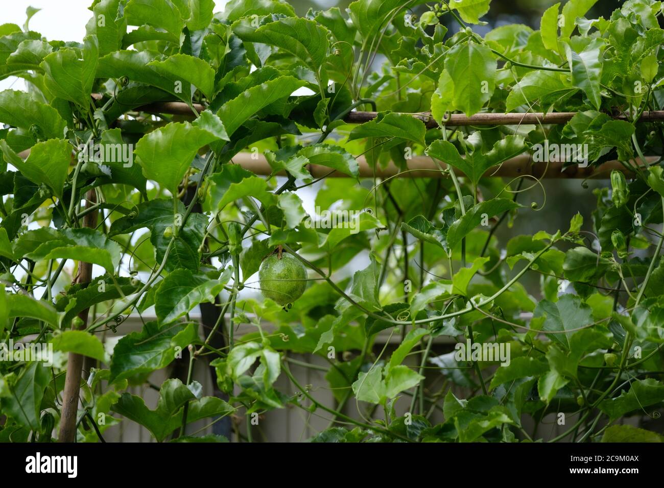 Gesunde Passionsfrucht (Passiflora edulis) Rebe mit vielen Blättern und Laub und einer unreifen Frucht, die von einem Bambusgarten Spalier hängt. Stockfoto