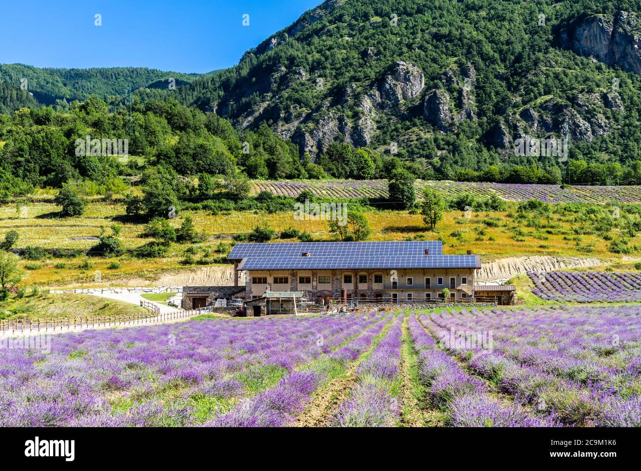 Ein schönes Lavendelfeld in Demonte, einer kleinen Stadt in den Piemonteser Alpen, Italien Stockfoto
