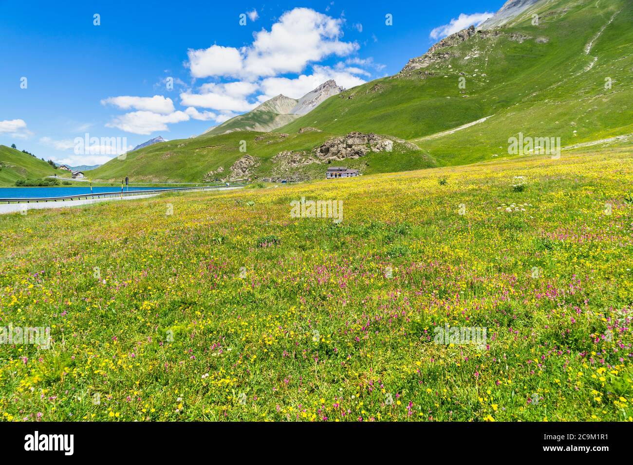 Bunte Blumenwiese im Sommer am Maddalena Pass (Colle della Maddalena) an der Grenze zwischen Italien und Frankreich Stockfoto