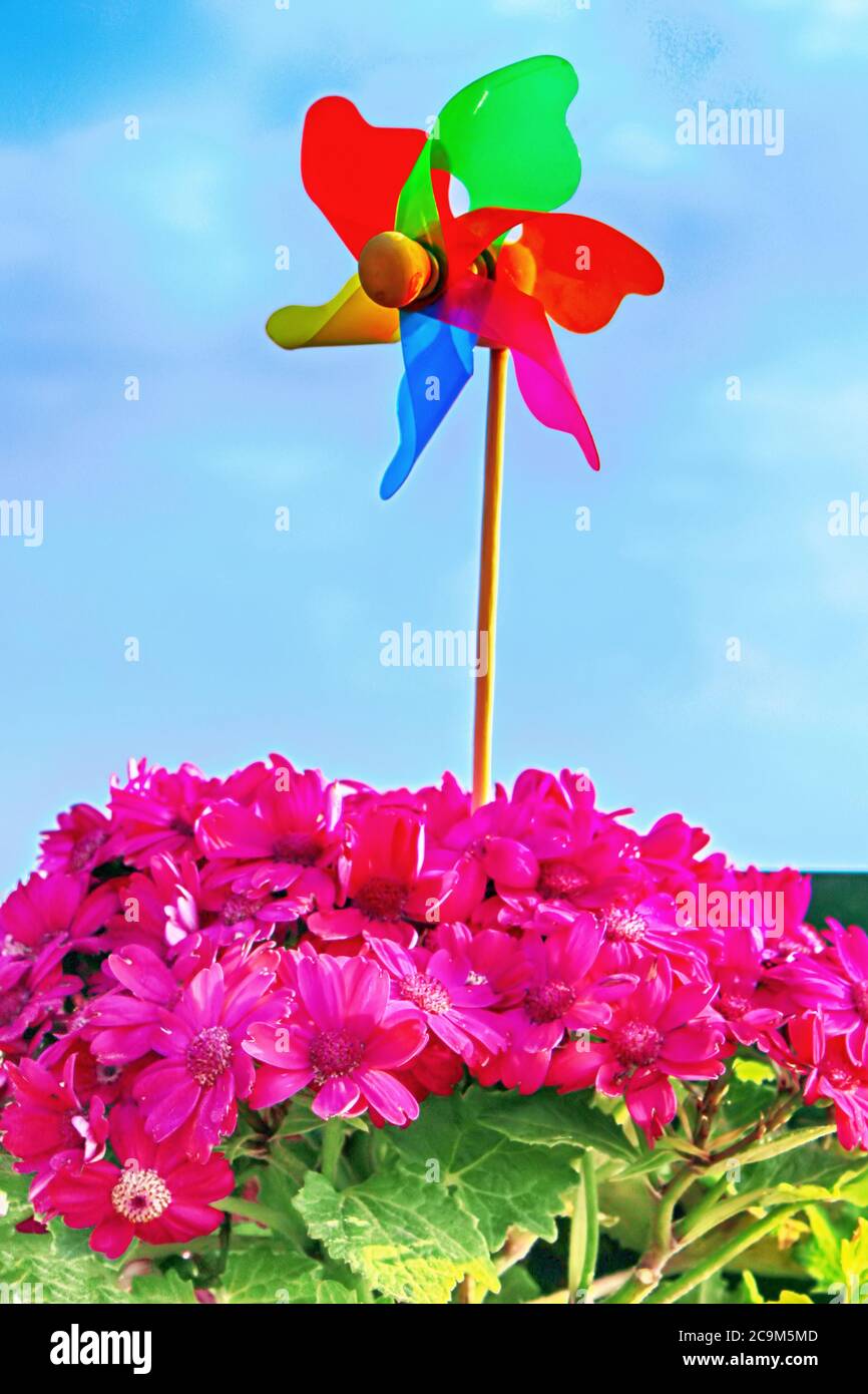 Bunte Windrad auf einem Holzstab in einem Blumentopf mit rosa Blumen gegen einen blauen Himmel stecken Stockfoto