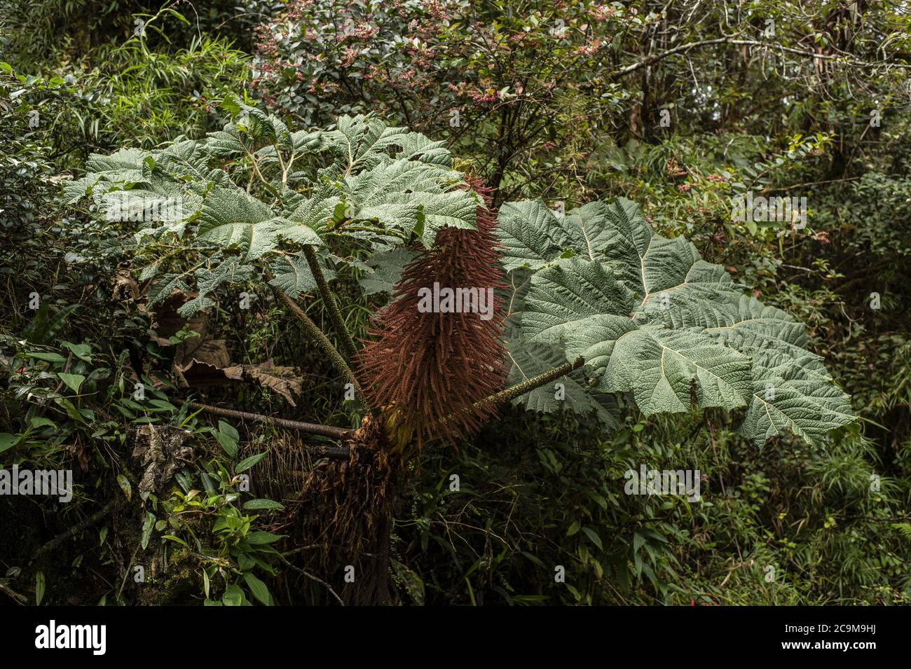 Riese Rhubarb, Gunnera insignis, Gunneraceae, Vulkan Barva, Braulio Carrillo Nationalpark, Costa Rica, Centroamerica Stockfoto