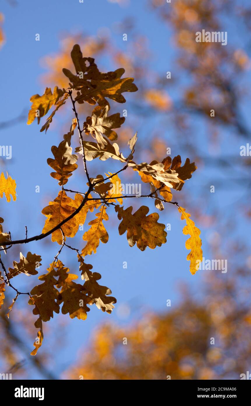 Herbstzeit die Eichenblätter auf dem Ast gegen den blauen Himmel die vertikale Ausrichtung Stockfoto