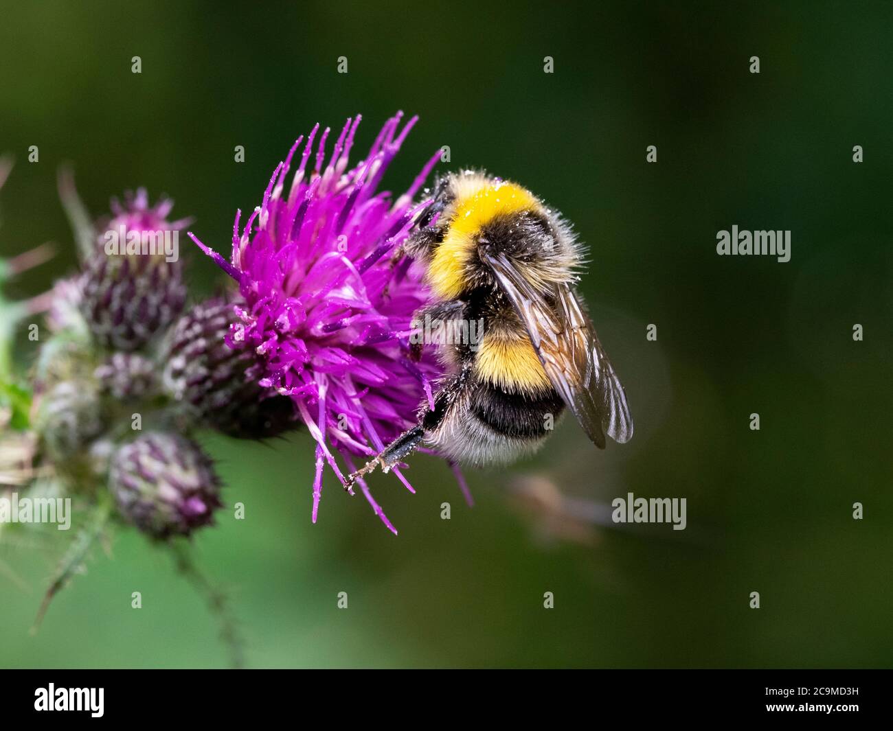 Männliche Bombus lucorum, Weißschwanzhummel auf einer Distel, Juli, Cornwall, Großbritannien Stockfoto