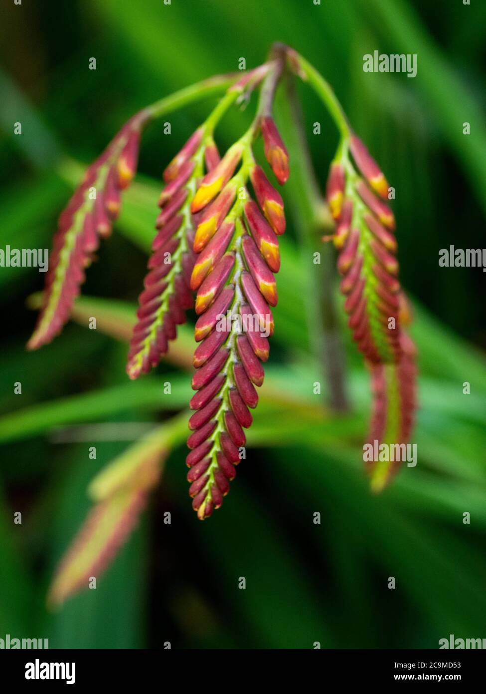 Crocosmia, Montbretia, Juli, Cornwall, Großbritannien Stockfoto