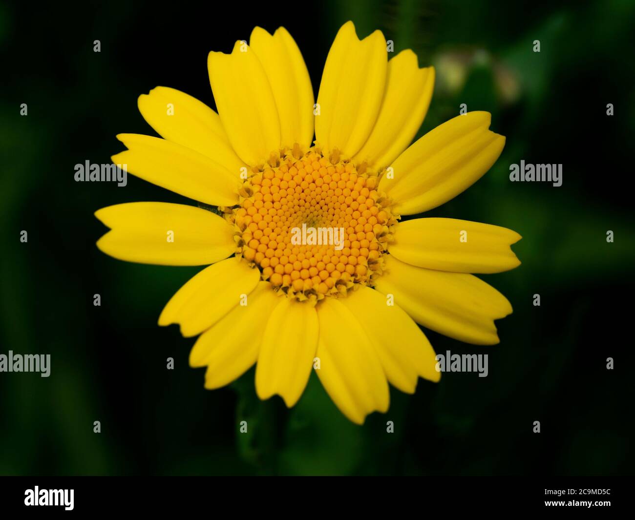 Glebionis segetum, Chrysanthemum segetum, Mais Ringelblume, Juli, Cornwall, Großbritannien Stockfoto