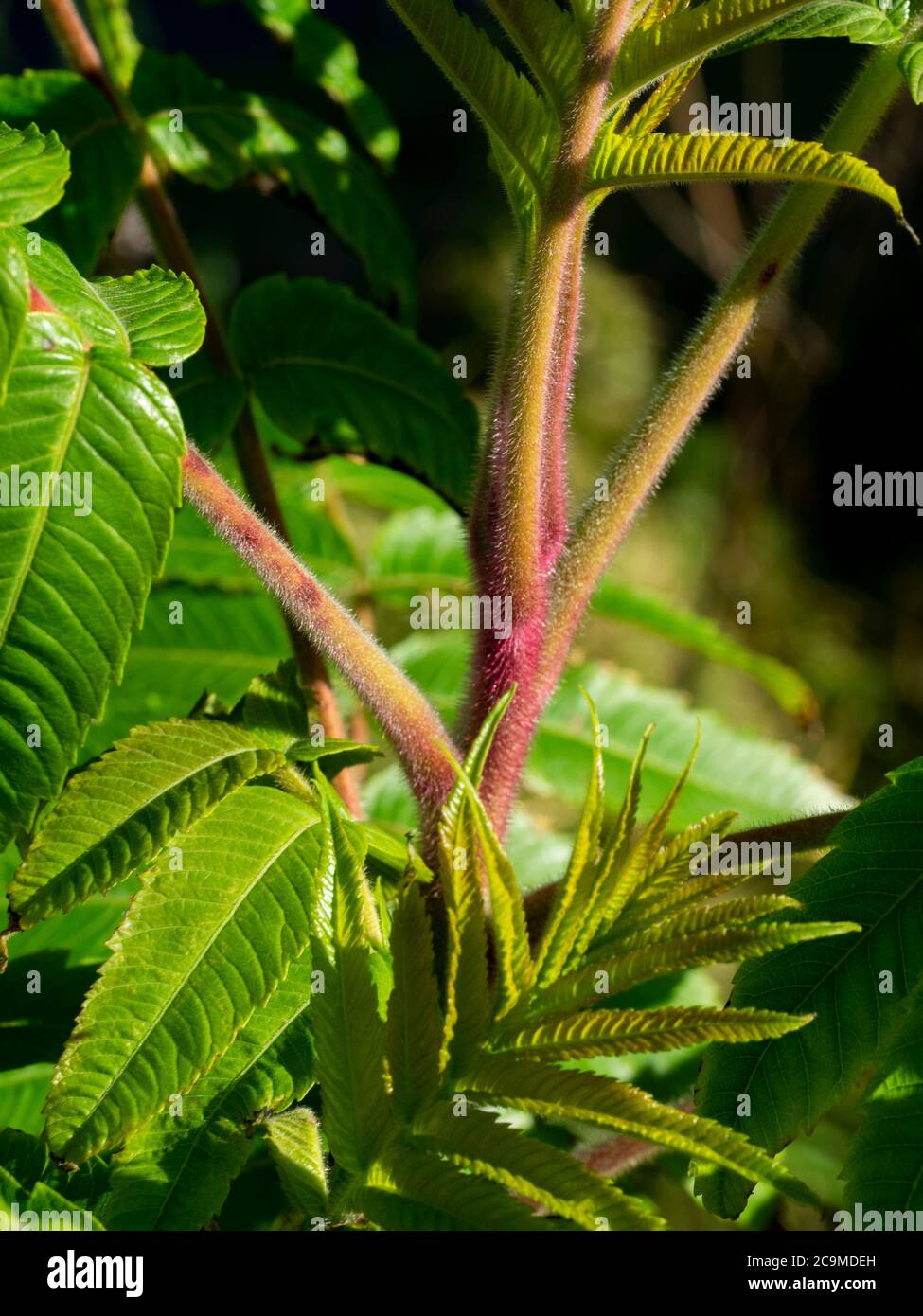 Rhus typhina, Hirschhornsumach, Cornwall, UK Juli Stockfoto