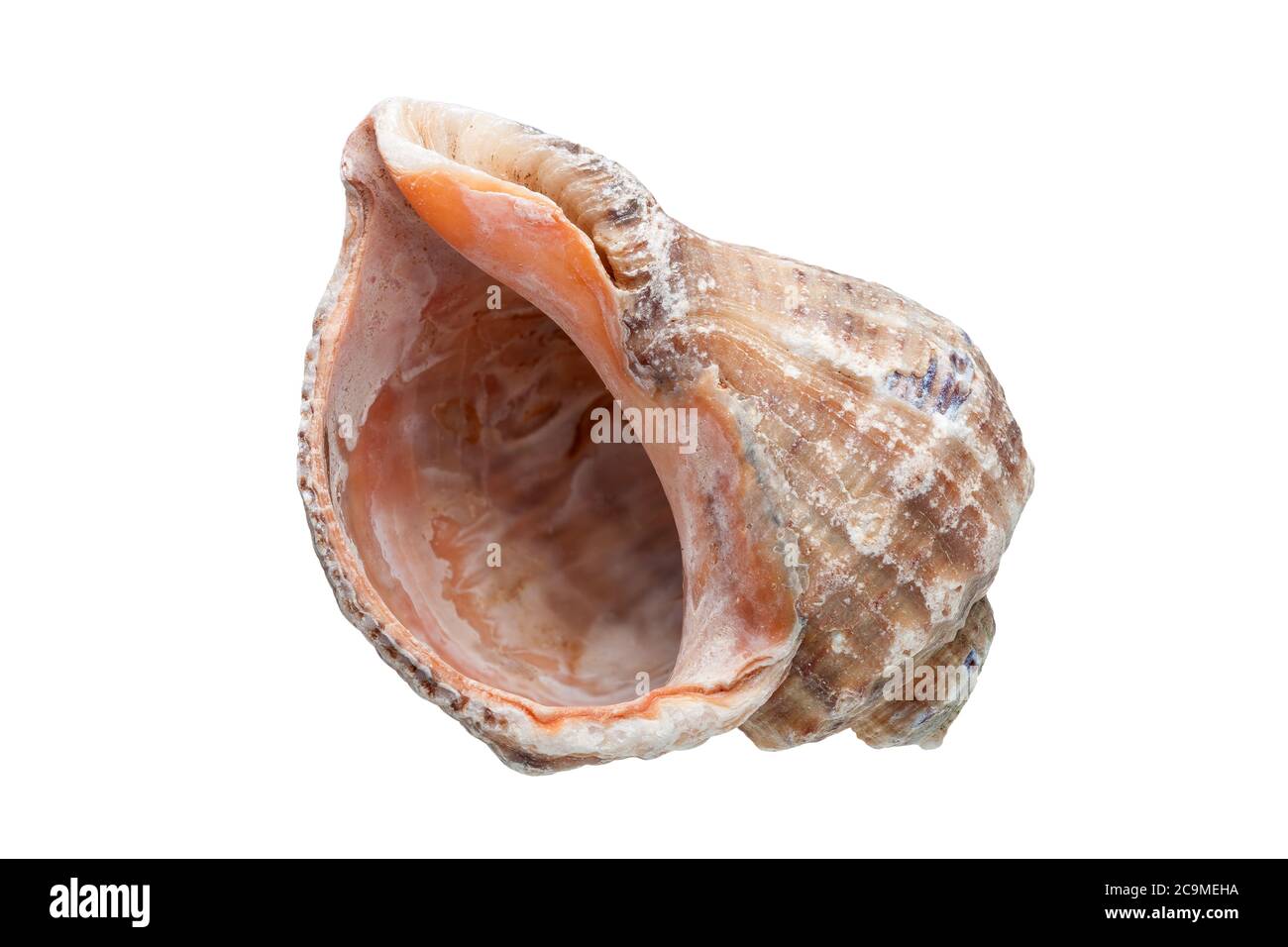 Rapana ein Meerhackleschell, ein malyuska Meernahrung auf weißem Hintergrund. Stockfoto