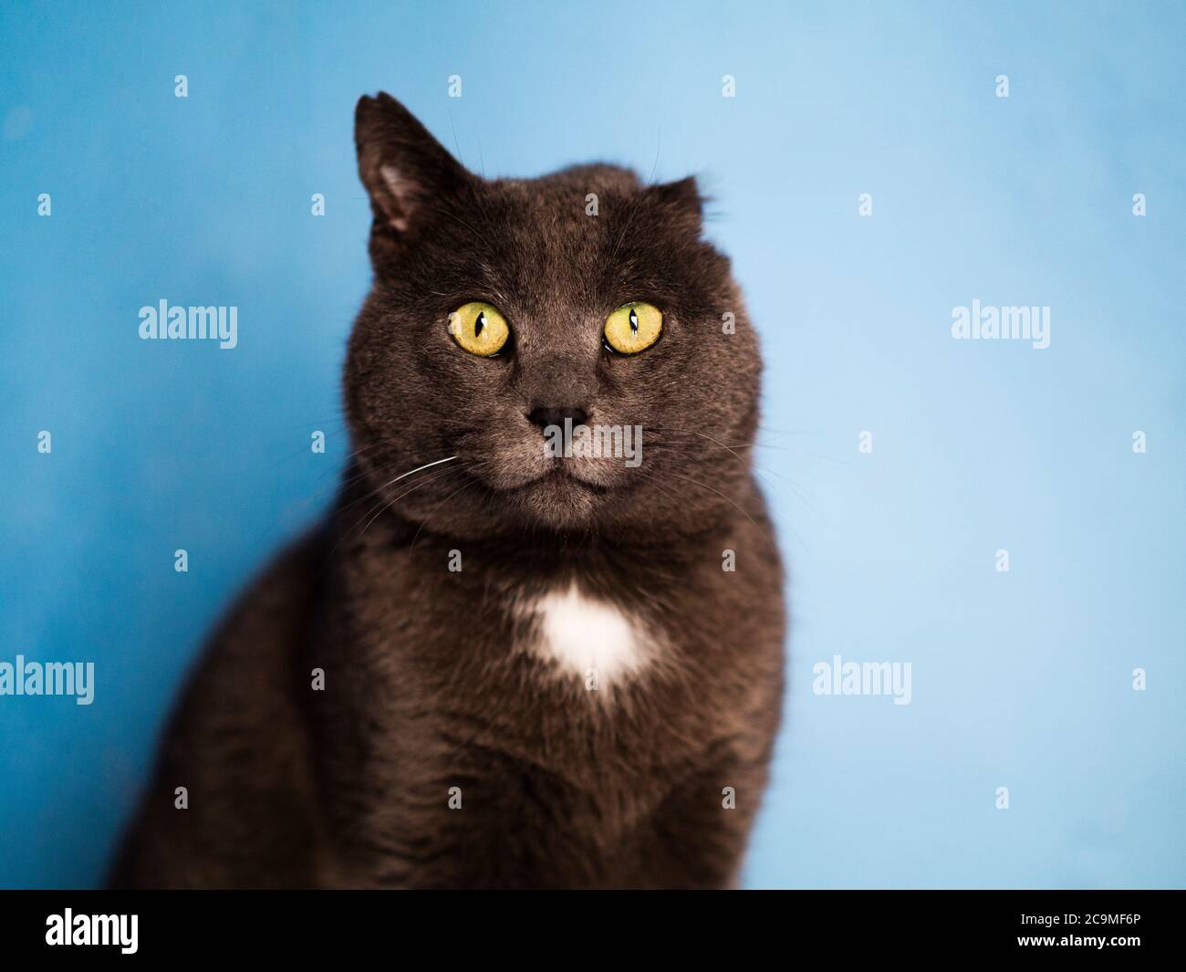 Graue Katze mit einem Ohr Stockfoto